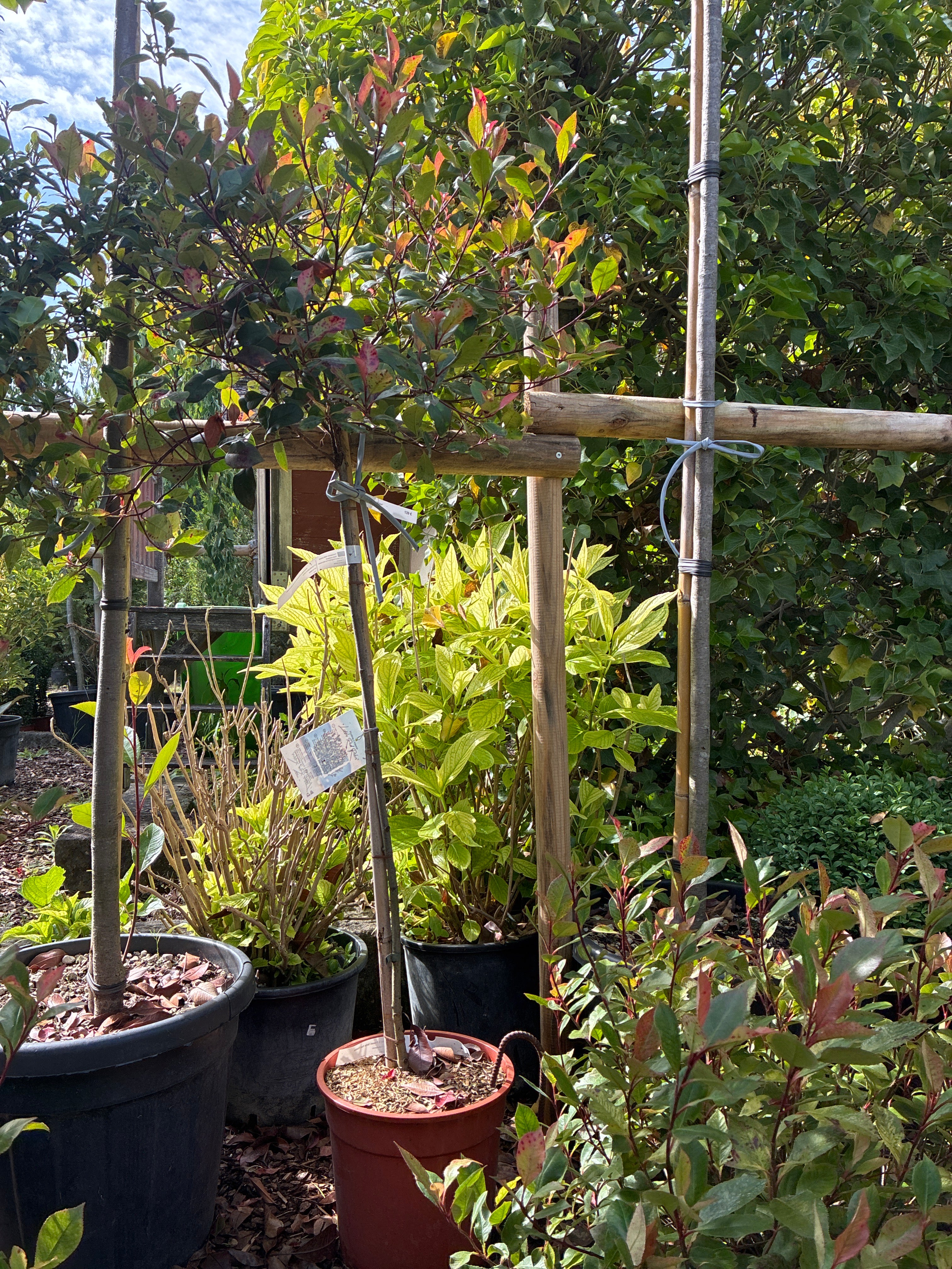 Glanzmispel 'Little Red Robin' / Photinia fraseri 'Little Red Robin'